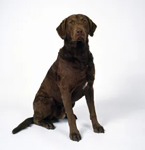 Head only view of a chesapeake bay retriever Head only view of a chesapeake bay retriever