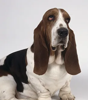 Head view of a sad-eyed brown and white basset hound with drooping jowls Head view of a sad-eyed brown and white basset hound with drooping jowls