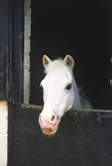 Head of White Horse (Equus caballus) hanging over stable door, front view Head of White Horse (Equus caballus) hanging over stable door, front view