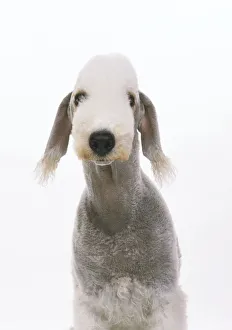 Front headshot of a Bedlington Terrier Front headshot of a Bedlington Terrier