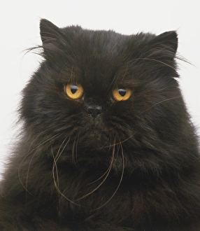 Headshot of a Black longhair. Full cheeks, small ears and very yellow eyes Headshot of a Black longhair. Full cheeks, small ears and very yellow eyes
