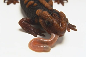 Headshot of a Mandarin Salamander (Salamandridae) eating a worm, front view Headshot of a Mandarin Salamander (Salamandridae) eating a worm, front view