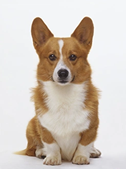 Front View Print of a Pembroke Welsh Corgi Art Prints, Posters