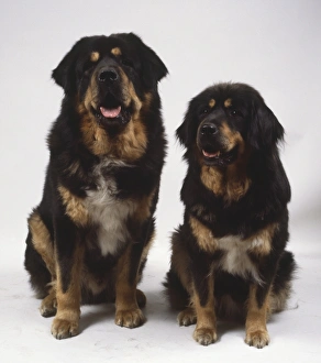 Two heavyset black and tan Tibetan mastiffs sit side-by-side mouths open Two heavyset black and tan Tibetan mastiffs sit side-by-side mouths open