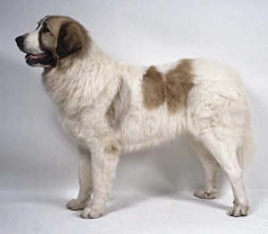 A heavyset brown and white Pyrenean mastiff with a thick coarse coat, on all fours A heavyset brown and white Pyrenean mastiff with a thick coarse coat, on all fours