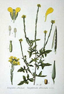 Hedge Mustard (Sisymbrium officinale) a weed of arable and wasteland, native to Europe Hedge Mustard (Sisymbrium officinale) a weed of arable and wasteland, native to Europe