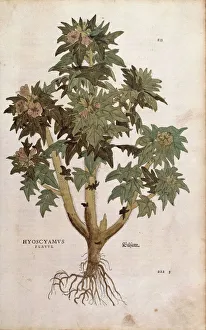 Henbane - Hyoscyamus niger (Hyoscyamus flavus ) by Leonhart Fuchs from De historia Henbane - Hyoscyamus niger (Hyoscyamus flavus ) by Leonhart Fuchs from De historia
