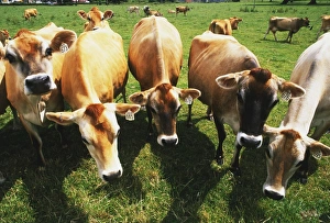 Herd of brown cows grazing in grassy field, front view Herd of brown cows grazing in grassy field, front view