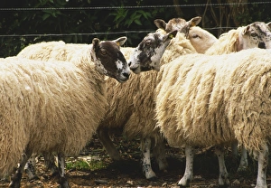 Herd of sheep with black and white heads, front view Herd of sheep with black and white heads, front view