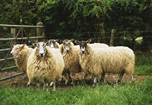 Herd of sheep by field gate, front view Herd of sheep by field gate, front view