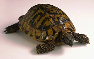 <b class=qtipBold><figcaption>Hermann's Tortoise</figcaption></b><br><em>© Dorling Kindersley/UIG</em> Hermann's Tortoise