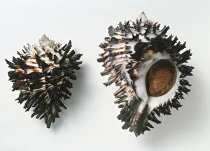 Hexaplex radix, radish murex shell, massive heavy shell, small pointed spire, white Hexaplex radix, radish murex shell, massive heavy shell, small pointed spire, white