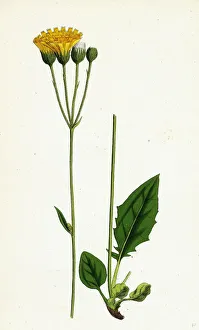 Hieracium aggregatum, Compact Hawkweed