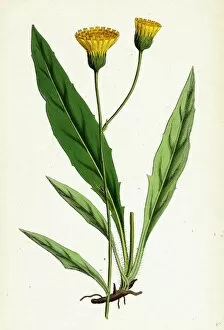 Hieracium argenteum, Silvery Hawkweed