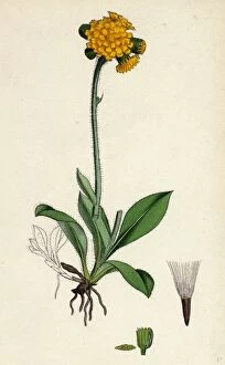 Hieracium aurantiacum, Orange Hawkweed
