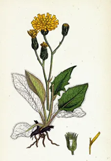 Hieracium caesium, Caesious Hawkweed