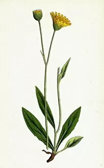 Hieracium lingulatum, Lingulate-leaved Hawkweed