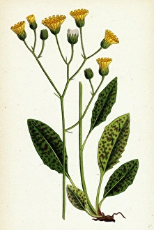 Hieracium maculatum, Spotted Hawkweed