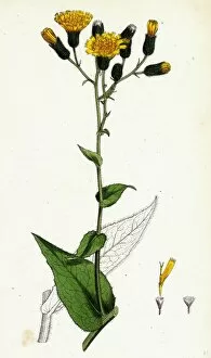 Hieracium prenanthoides, Rough-leaved Hawkweed
