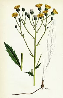 Hieracium tridentatum, Three-toothed Hawkweed