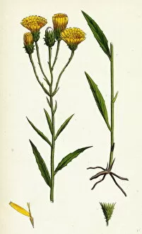 Hieracium umbellatum, Narrow-leaved Hawkweed