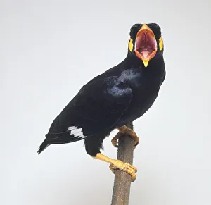 Hill myna (Gracula religiosa) perching on a branch, facing forward with beak wide open, close-up Hill myna (Gracula religiosa) perching on a branch, facing forward with beak wide open, close-up