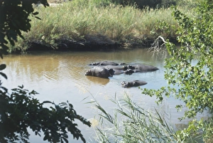 Hippopotamus amphibius (Hippopotmaus). Family Hippopotamidae. A group of Hippopotamus relaxing in the water, accompanied by Crake, in the Kruger National Park, South Africa. July 27, 1998 Hippopotamus amphibius (Hippopotmaus). Family Hippopotamidae. A group of Hippopotamus relaxing in the water, accompanied by Crake, in the Kruger National Park, South Africa. July 27, 1998