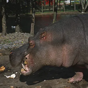 Hippopotamus, Hippopotamus amphibius, chewing pieces of bread in zoo, side view Hippopotamus, Hippopotamus amphibius, chewing pieces of bread in zoo, side view