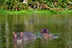 Hippos. Okavango Delta. Botswana Hippos. Okavango Delta. Botswana