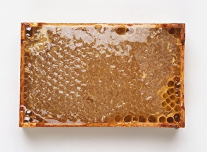 <b class=qtipBold><figcaption>Honeycomb</figcaption></b><br><em>© Dorling Kindersley/UIG</em> Honeycomb