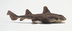 Horn Shark (Heterodontus francisci), side view Horn Shark (Heterodontus francisci), side view