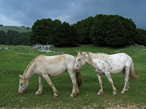 Horses. Monti Simbruini. Lazio. Italy Horses. Monti Simbruini. Lazio. Italy