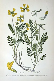 Horseshoe Vetch (Hippicrepis comosa) common plant of chalk and limestone turf. Food Horseshoe Vetch (Hippicrepis comosa) common plant of chalk and limestone turf. Food