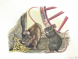 House mice Mus musculus eating corn in a barn, illustration House mice Mus musculus eating corn in a barn, illustration