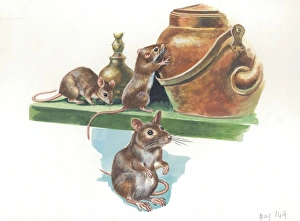 House mice Mus musculus, illustration
