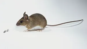 House Mouse, mus musculus,, side view House Mouse, mus musculus,, side view