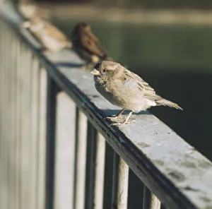 House Sparrow (Passer domesticus) perched on wooden rail in the sun, side view House Sparrow (Passer domesticus) perched on wooden rail in the sun, side view