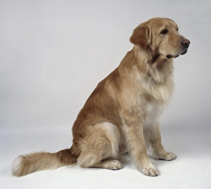 Hovawart dog, sitting, side view Hovawart dog, sitting, side view