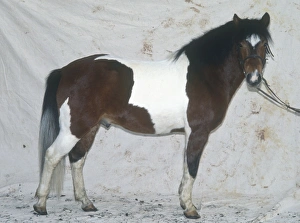 Hucul pony, standing, looking at camera Hucul pony, standing, looking at camera