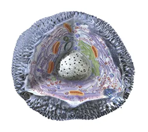 Human cell structure showing cytoplasm, cell membrane, nucleus, mitochondrion Human cell structure showing cytoplasm, cell membrane, nucleus, mitochondrion