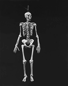 <b class=qtipBold><figcaption>Human skeleton</figcaption></b> Human skeleton