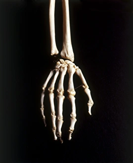 Human skeleton, hand and wrist bones, close up, view from above Human skeleton, hand and wrist bones, close up, view from above
