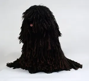 A Hungarian Puli with thick black corded hair spilling from its head A Hungarian Puli with thick black corded hair spilling from its head