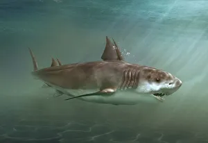 Hybodus prehistoric shark swimming in sea Hybodus prehistoric shark swimming in sea