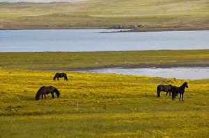 Iceland, horses grazing on the shore of Hvalfjordur Iceland, horses grazing on the shore of Hvalfjordur