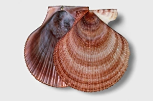 Iceland scallop (Chlamys islandica), shells Iceland scallop (Chlamys islandica), shells