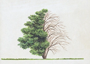 Illustration of Ailanthus altissima (Tree of Heaven), a deciduous tree showing summer leaves Illustration of Ailanthus altissima (Tree of Heaven), a deciduous tree showing summer leaves