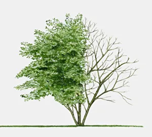 Illustration of Amelanchier lamarckii (Juneberry), a small deciduous tree showing summer Illustration of Amelanchier lamarckii (Juneberry), a small deciduous tree showing summer