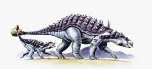 <b class=qtipBold><figcaption>Illustration of Ankylosaurus</figcaption></b><br>Palaeozoology - Cretaceous period - Dinosaurs - Ankylosaurus - Art work<br><em>© DEA PICTURE LIBRARY</em> Illustration of Ankylosaurus