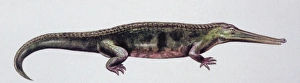<b class=qtipBold><figcaption>Illustration of Aphaneramma</figcaption></b><br>Palaeozoology - Triassic period - Dinosaurs - Aphaneramma - Art work by Peter Ross<br><em>© DEA PICTURE LIBRARY</em> Illustration of Aphaneramma